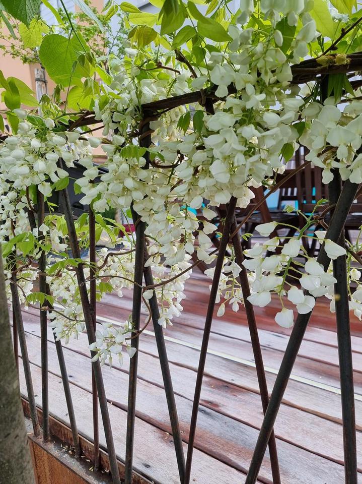 Entreprise d’entretien jardins Habsheim